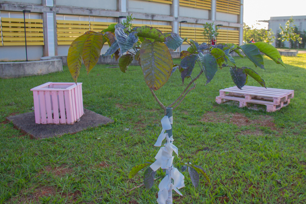 Jardim com ipê plantado ao centro com paletts cor de rosa