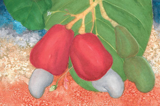 Biodiversidade presente nos campi foi retrata no calendário da UnB 2018 pelo NicBio.