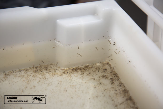 Bandeja com ovos e larvas do mosquito Aedes aegypti.