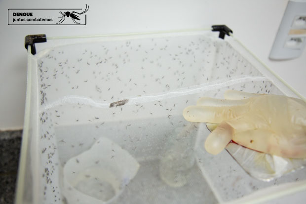 Gaiola com cerca de mil mosquitos Aedes aegypt dentro.